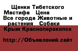 Щенки Тибетского Мастифа › Цена ­ 60 000 - Все города Животные и растения » Собаки   . Крым,Красноперекопск